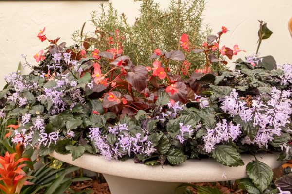 Flores e Plantas