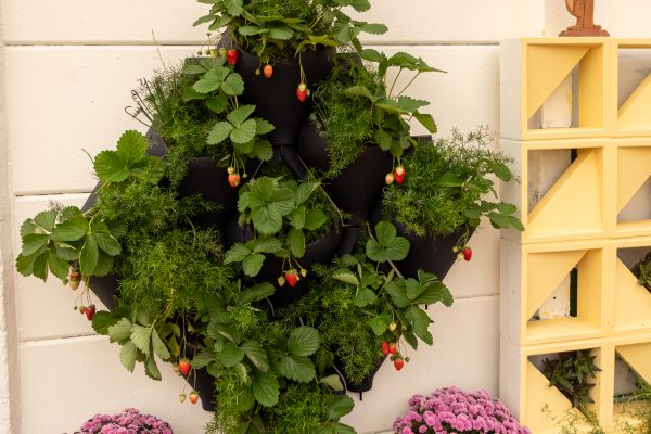 Flores e Plantas