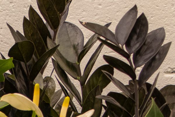 Flores e Plantas