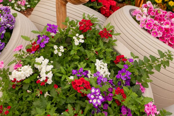 Flores e Plantas