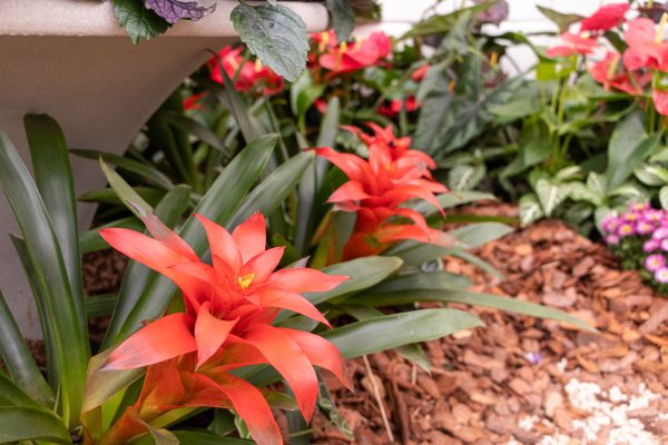 Flores e Plantas