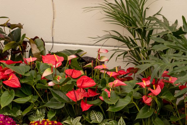 Flores e Plantas