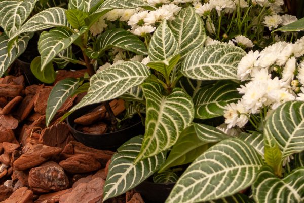 Flores e Plantas