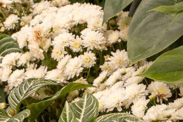 Flores e Plantas