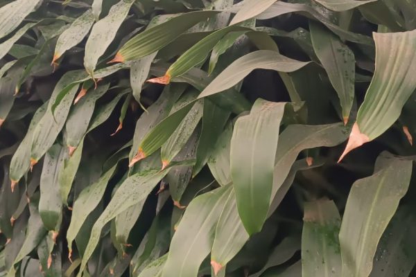 Dracaena Fragans ou Pau D'água Verde