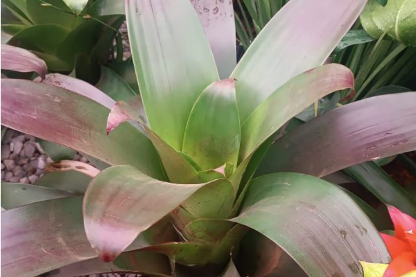 Bromélia Imperial