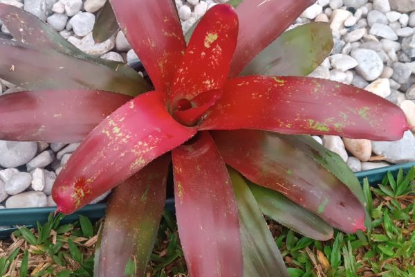 Bromélia Neorogelia Brasa