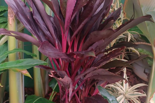 Dracena Chocolate