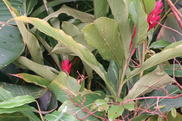 Alpinia Vermelha