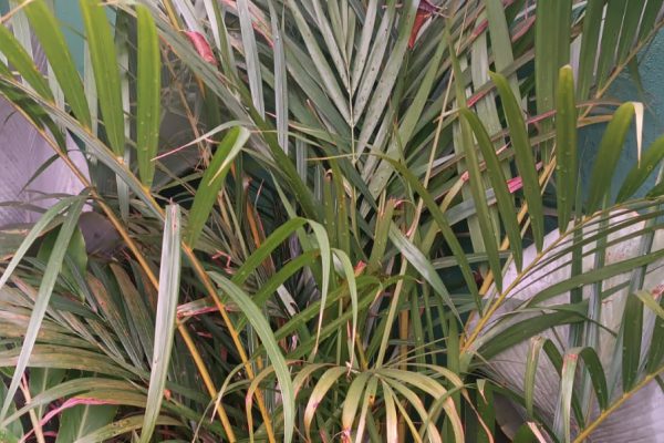 Areca