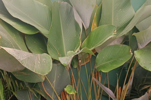 Maranta Charuto