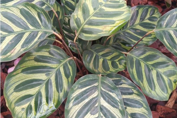 Maranta Pavão
