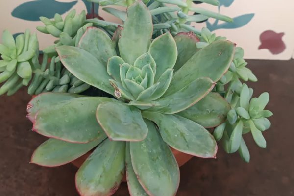 Suculentas