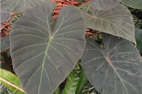 Alocasia Black