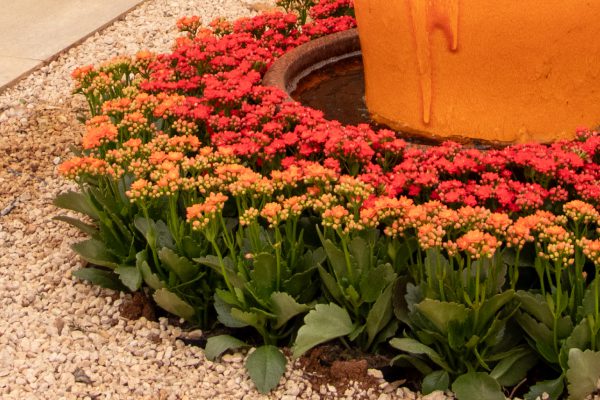 Kalanchoes