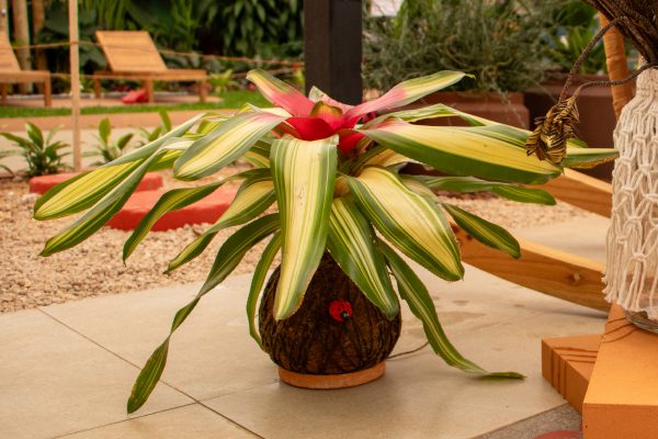 Bromélia Neoregelia