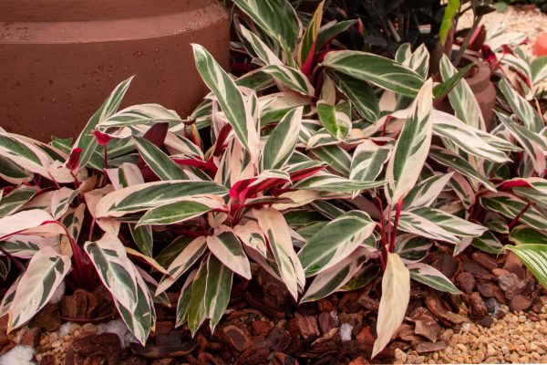 Maranta Tricolor