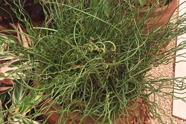 Junco Spirallis