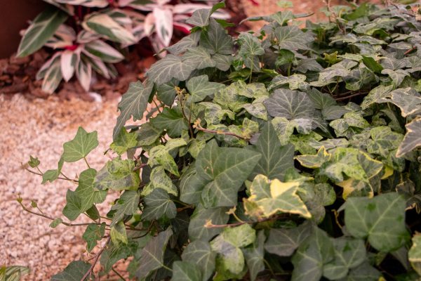 Hera verde e variegatta