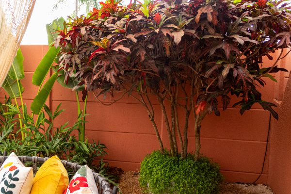 Croton Excelence