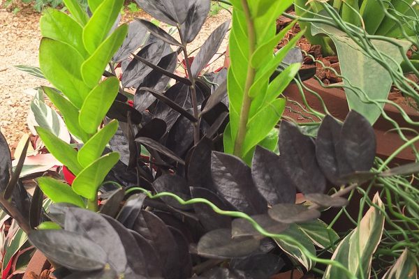 Zamioculca Black