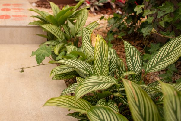 Calathea Vittata