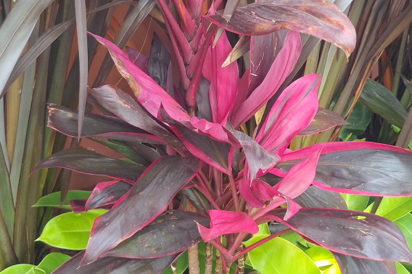 Dracena Cordeline