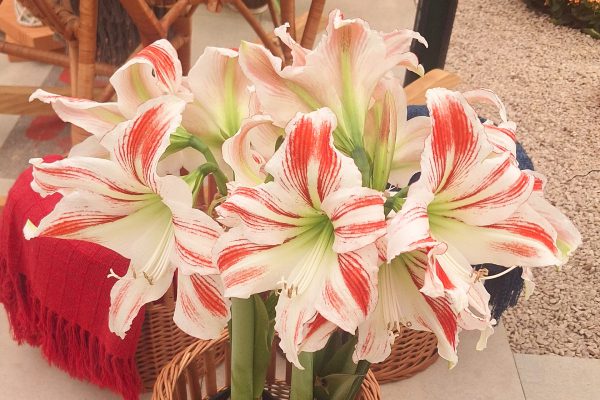 Amarillys Amorice