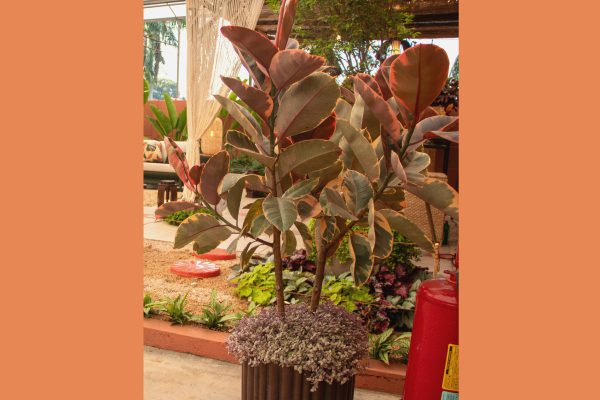 Ficus Ruby
