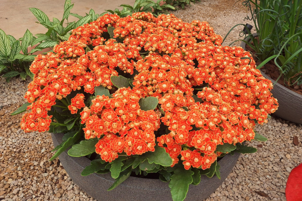 Kalanchoe dobrado