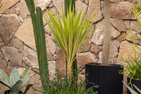 Yucca