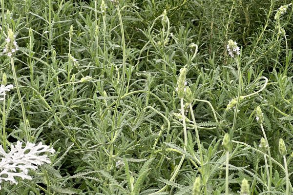 Lavanda