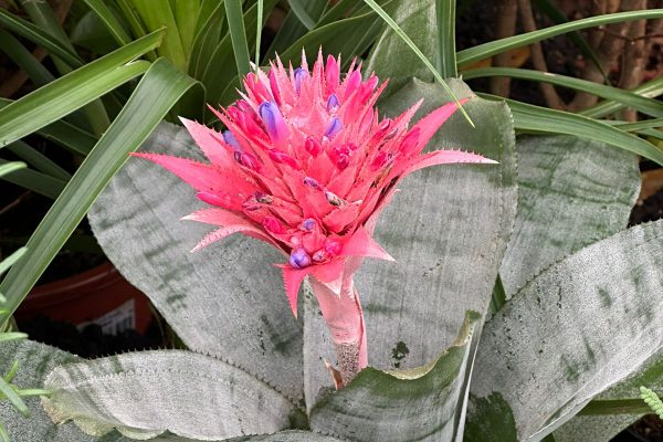 Bromélia