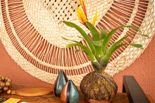 Kokedama de Bromélia